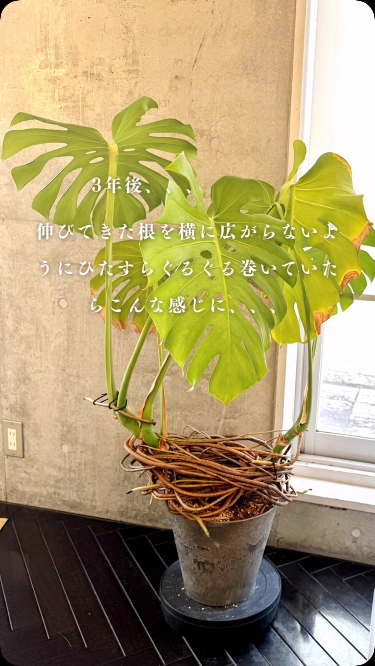 #モンステラ #グリーンのある空間 #プライペートサロン #